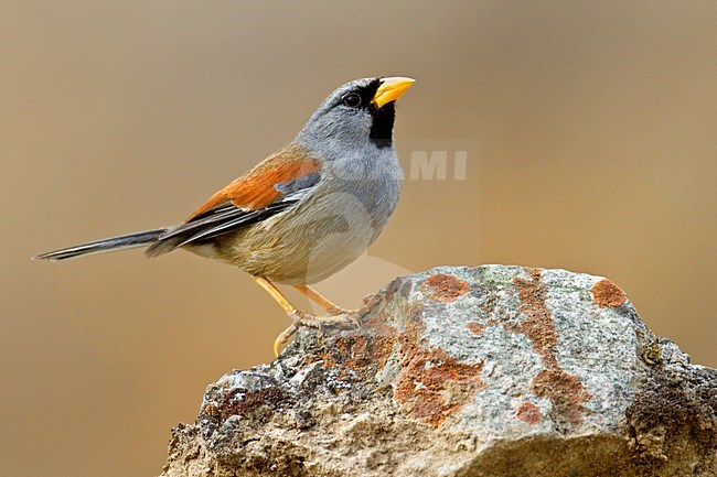Grote Incagors zittend op rots, Great Inca Finch perched on rock stock-image by Agami/Dubi Shapiro,