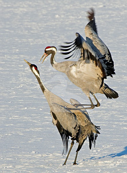 Common Crane mating in snow; Kraanvogel parend in sneeuw stock-image by Agami/Markus Varesvuo,