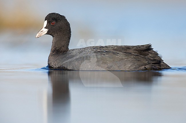 Eurasian Coot (Fulica atra), side view of an adult swimming in the water, Lazio, Italy stock-image by Agami/Saverio Gatto,