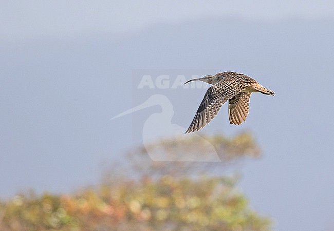 Bristle-thighed Curlew, Numenius tahitiensis, wintering on Oahu island, Hawaii, United States. stock-image by Agami/Pete Morris,