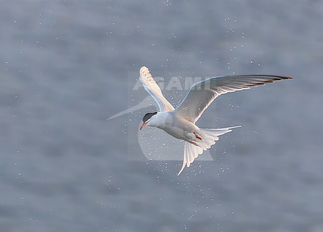 Adult Common Tern, Sterna hirundo, in flight. Fishing in the old Rhine outlet in the North Sea at Katwijk, Netherlands. stock-image by Agami/Marc Guyt,