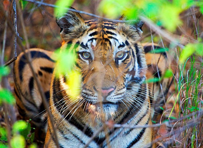 vrouw Bengaalse Tijger; Female Bengal Tiger stock-image by Agami/Marc Guyt,