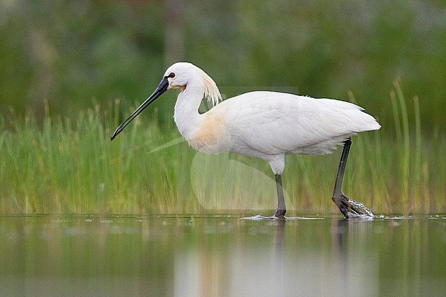 Eurasian Spoonbill (Platalea leucorodia), side view of an adult standing in the water, Campania, Italy stock-image by Agami/Saverio Gatto,
