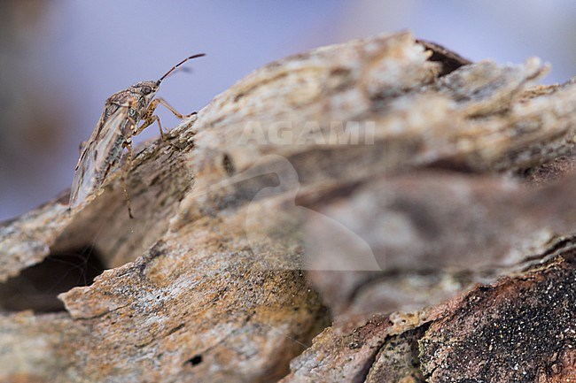 Nysius senecionis, France (Alsace), imago stock-image by Agami/Ralph Martin,