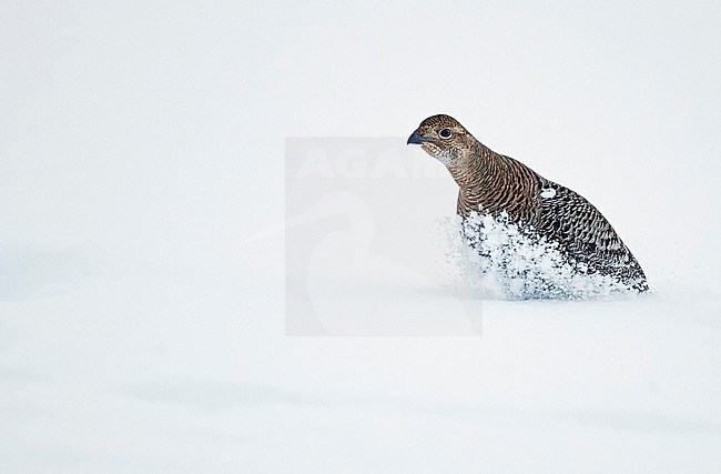 Black Grouse (Lyrurus tetrix) in snow covered forest clearing near Suomussalmi in Finland during a cold winter. Female standing in deep snow. stock-image by Agami/Markus Varesvuo,