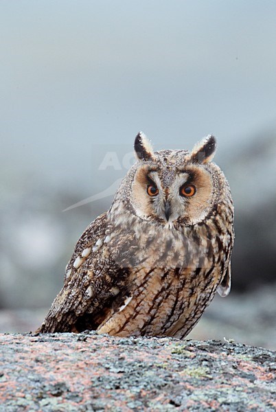 Ransuil zittend op een rots; Long-eared Owl perched on a rock stock-image by Agami/Markus Varesvuo,