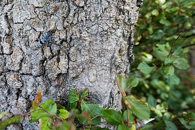 Rosalia alpina - Alpine longhorn beetle - Alpenbock, Germany (Baden-Württemberg), imago stock-image by Agami/Ralph Martin,