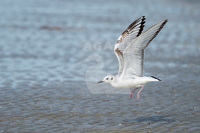 1st summer Bonaparte's Gull, Chroicocephalus philadelphia
Galveston Co., Texas, USA stock-image by Agami/Brian E Small,