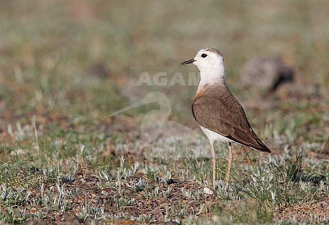 Zomerkleed mannetje Steppeplevier, Breeding male Oriental Plover stock-image by Agami/Mike Danzenbaker,