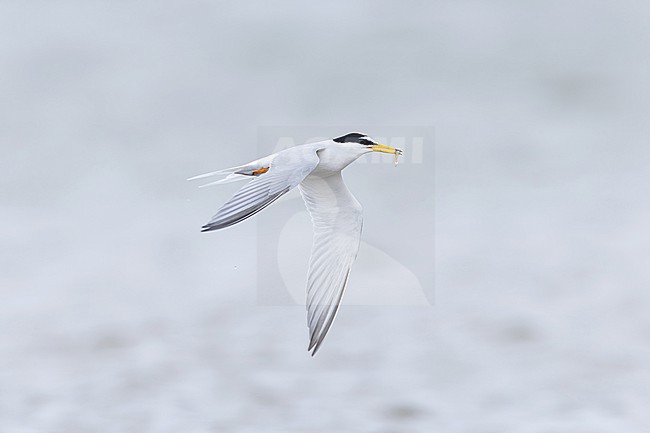 adult little tern (Sternula albifrons) in breeding plumage in flight carrying a small fish, found at Buir Lake (Buir Nuur) in Dornod Aimag in Mongolia stock-image by Agami/Mathias Putze,