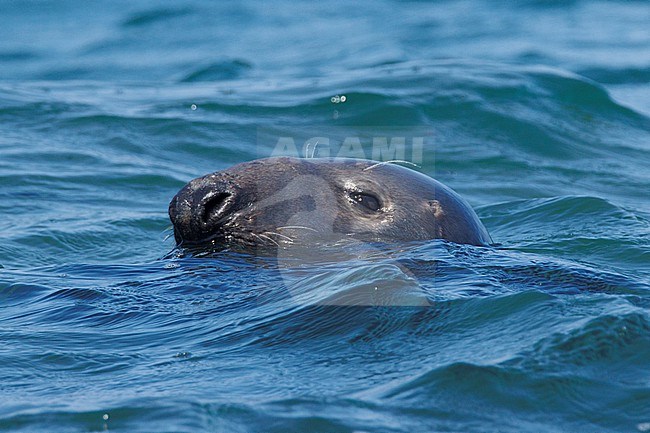 Grey Seal (Halichoerus grypus) taken the 01/08/2022 at Brest - Franc.e. stock-image by Agami/Nicolas Bastide,