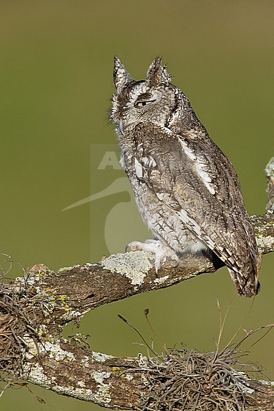 Adult
Harris Co., TX
November 2011 stock-image by Agami/Brian E Small,