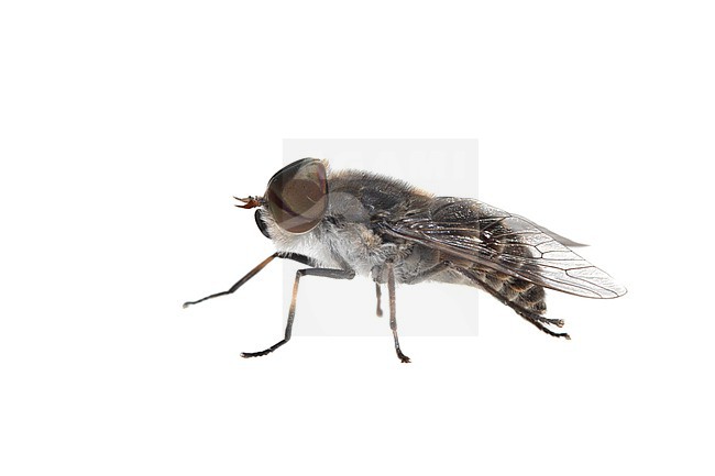 Tabanus maculicornis stock-image by Agami/Wil Leurs,