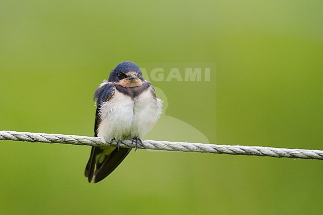 Barn Swallow - Rauchschwalbe - Hirundo rustica ssp. rustica, Germany, juvenile stock-image by Agami/Ralph Martin,
