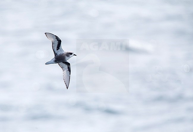 Mottled Petrel (Pterodroma inexpectata) flying over Subantarctic waters of New Zealand in the southern pacific ocean. Showing under wing pattern. stock-image by Agami/Marc Guyt,