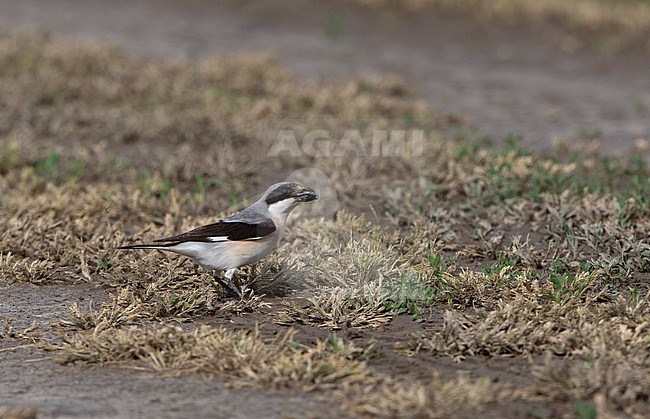Lesser Grey Shrike (Lanius minor) on ground with insect in beak at Kiskunsag, Hungary stock-image by Agami/Helge Sorensen,