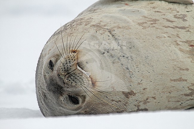 Weddell seal (Leptonychotes weddellii) stock-image by Agami/Pete Morris,