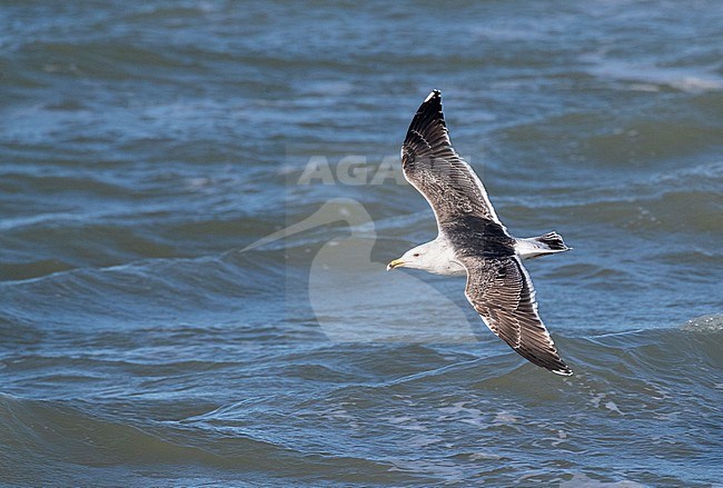 Third calender year Greater Black-backed Gull (Larus marinus) flying low over the North Sea at IJmuiden, Netherlands. stock-image by Agami/Marc Guyt,
