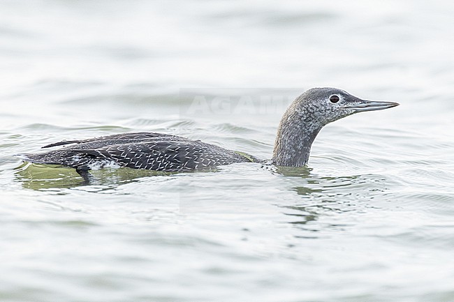  stock-image by Agami/Menno van Duijn,
