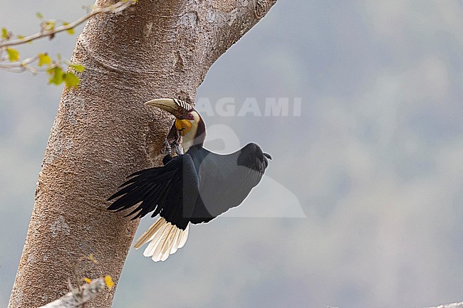An adult male Wreathed Hornbill (Rhyticeros undulatus) at the nest hole in the Tongbiguan Biosphere Reserve in Yunnan, China
 stock-image by Agami/Mathias Putze,