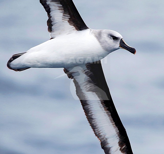 Grey-headed Albatross (Thalassarche chrysostoma) passing by at close range in subantarctic New Zealand waters. stock-image by Agami/Marc Guyt,