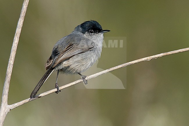 Adult male breeding
Orange Co., CA
March 2009 stock-image by Agami/Brian E Small,