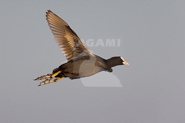Eurasian Coot (Fulica atra), side view of an adult in flight, Lazio, Italy stock-image by Agami/Saverio Gatto,