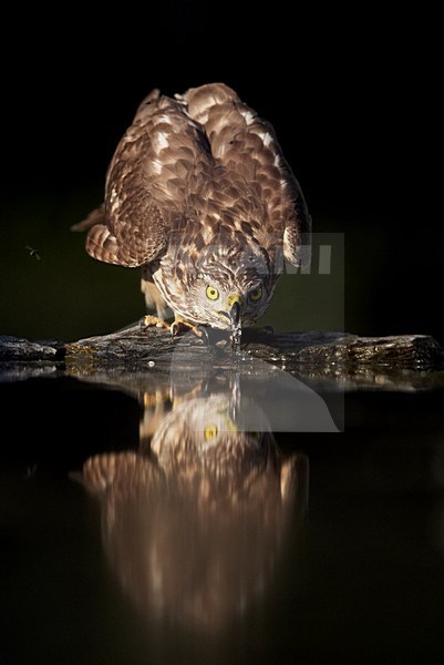 Havik drinkend; Northern Goshawk drinking stock-image by Agami/Markus Varesvuo,