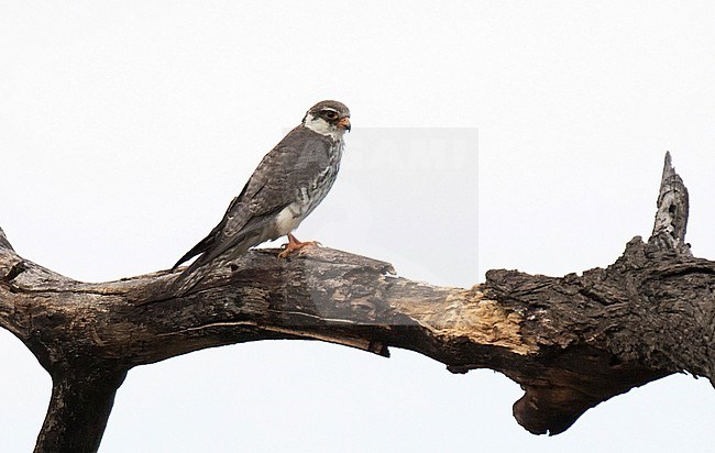 First-winter Amur Falcon (Falco amurensis) perched on a dead tree during winter in South Africa. stock-image by Agami/Dani Lopez-Velasco,