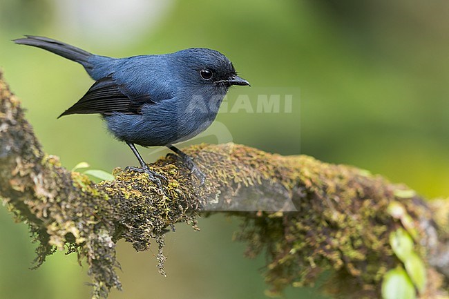 Blue-gray Robin (Peneothello cyanus) Perched on a branch in Papua New Guinea stock-image by Agami/Dubi Shapiro,