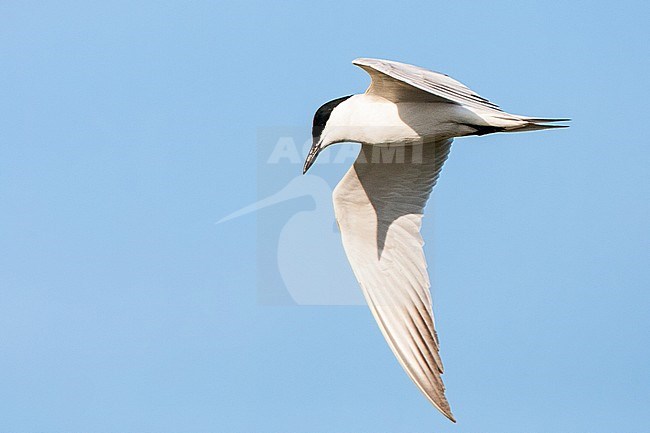 Adult Gull-billed Tern (Gelochelidon nilotica) in flight over Greek island Lesvos during spring migration. stock-image by Agami/Marc Guyt,