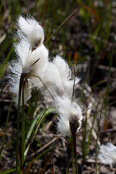 Veenpluis, Common Cottongrass stock-image by Agami/Roy de Haas,