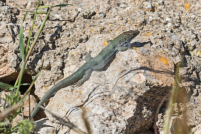 Lilford's wall lizard (Podarcis lilfordi) on the Cabrera Archipelago. The species is endemic to the Balearic Islands, Spain. Most probably this species. stock-image by Agami/Pete Morris,