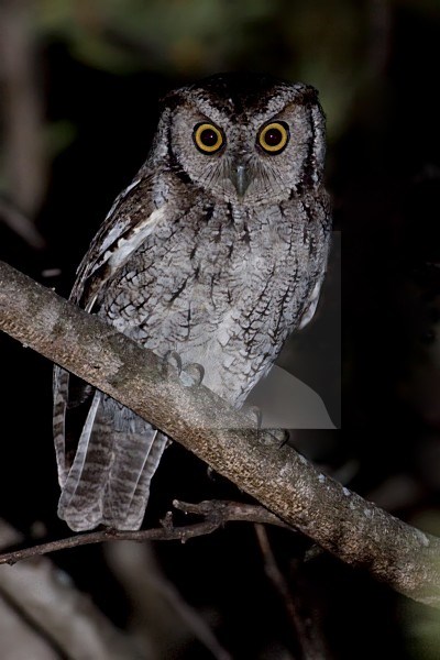 Maranon-schreeuwuil, Peruvian Screech-Owl stock-image by Agami/Dubi Shapiro,
