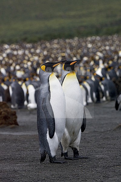 King Penguin pair standing in the colony; KoningspinguÃ¯n paar staand in de kolonie stock-image by Agami/Marc Guyt,