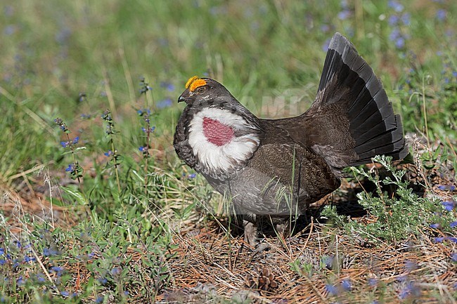 Adult male
Boulder Co., CO
June 2023 stock-image by Agami/Brian E Small,