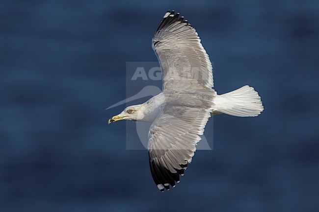 Geelpootmeeuw; Yellow-legged Gull; Larus michahellis stock-image by Agami/Daniele Occhiato,