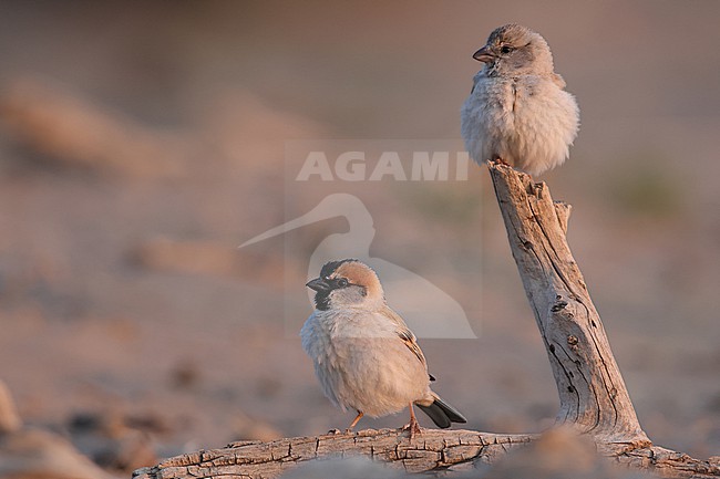 Adult male and female Saxaul Sparrow (Passer ammodendri) of the subspecies stoliczkae is perching on a dead branch in Govi desert stock-image by Agami/Mathias Putze,
