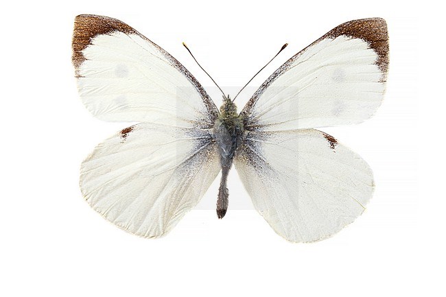 Groot koolwitje, Large White, Pieris brassicae stock-image by Agami/Wil Leurs,