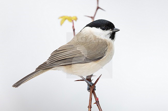 Marsh Tit (Poecile palustris italicus), side view of an adult perched on a branch, Campania, Italy stock-image by Agami/Saverio Gatto,