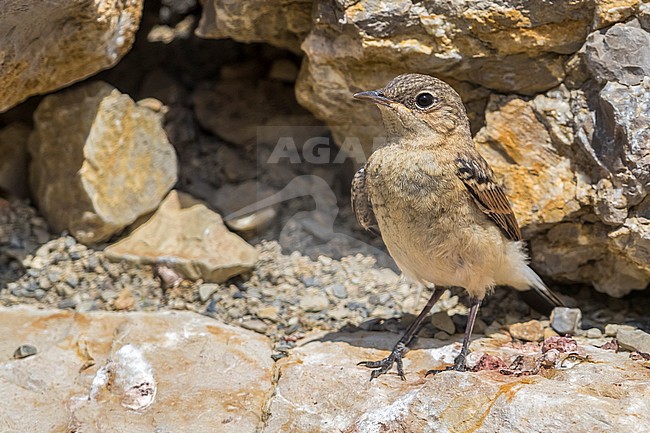 Juvenile Northern Wheatear (Oenanthe oenanthe) perched on a rock in France. stock-image by Agami/Daniele Occhiato,