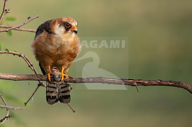 adult female Red-footed Falcon (Falco vespertinus) perching on a branch and holding brown frog, found in Hortobagy National Park in Hungary stock-image by Agami/Mathias Putze,