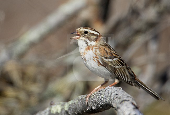 Jong mannetje Bosgors; Young male Rustic Bunting stock-image by Agami/Markus Varesvuo,