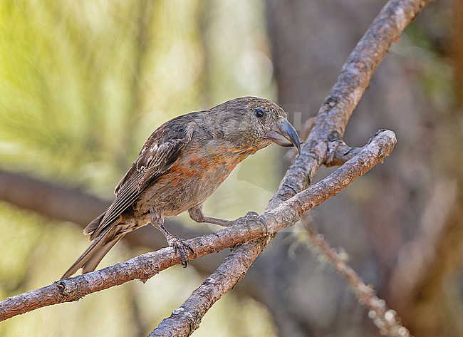 Endangered Hispaniolan Crossbill (Loxia megaplaga) in the Dominican Republic. stock-image by Agami/Pete Morris,
