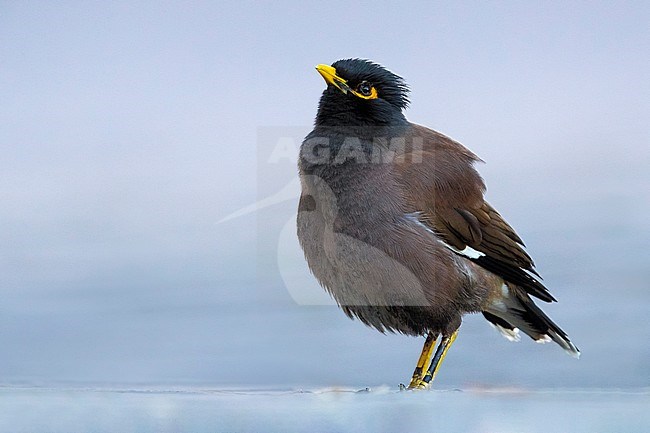  stock-image by Agami/Daniele Occhiato,
