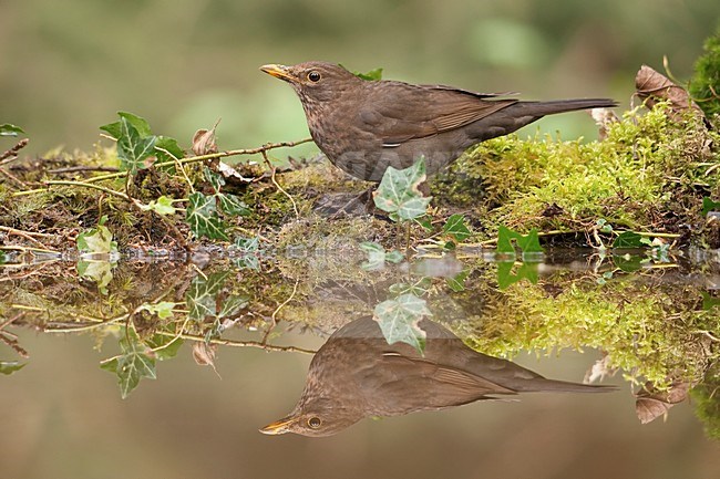 Merel vrouwtje met nestmateriaal; European Blackbird female with nesting material stock-image by Agami/Han Bouwmeester,