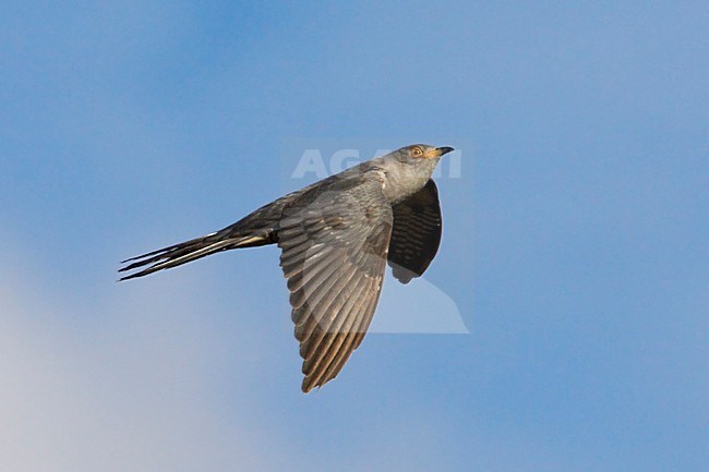 Koekoek vliegend; Common Cuckoo flying stock-image by Agami/Jari Peltomäki,