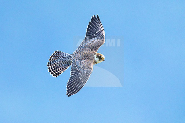 Immature Red-footed Falcon, Falco vespertinus, in Slovenia. stock-image by Agami/Daniele Occhiato,