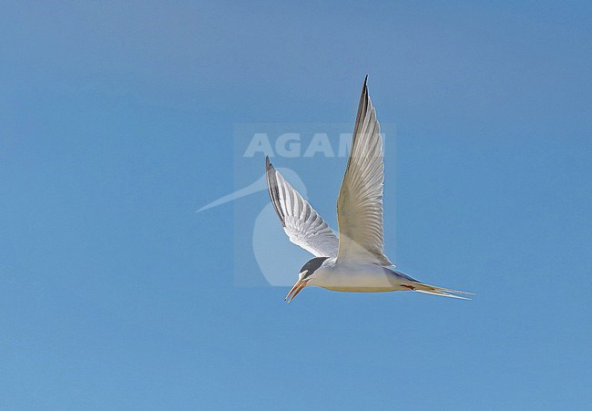 Adult Least Tern, Sternula antillarum, in the Dominican Republic. stock-image by Agami/Pete Morris,