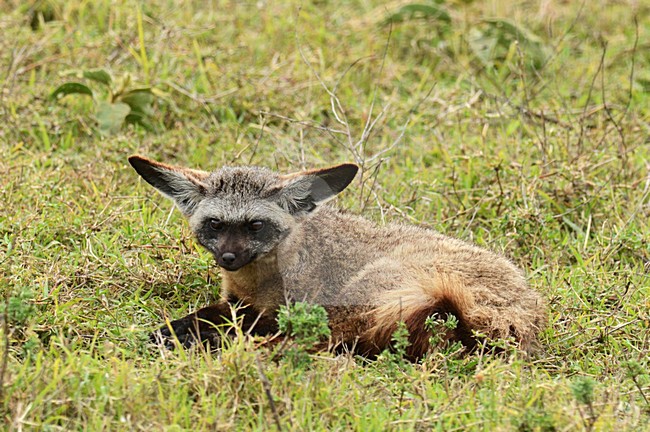 Grootoorvos, Bat-eared Fox stock-image by Agami/Laurens Steijn,